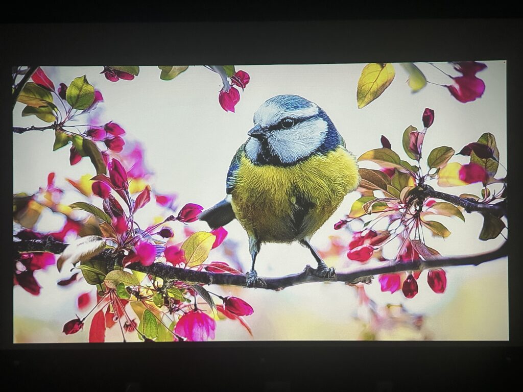 カベーニプロ2で写した映像