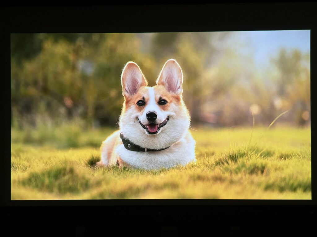 GV30で映す犬の映像