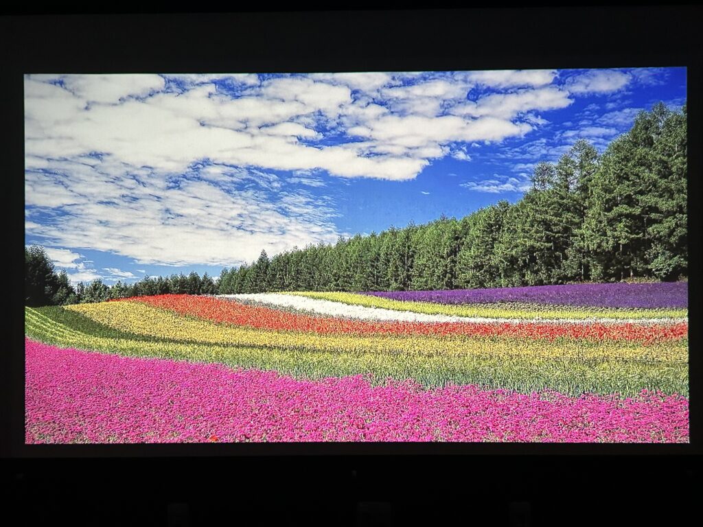 GV31で映す花畑の映像