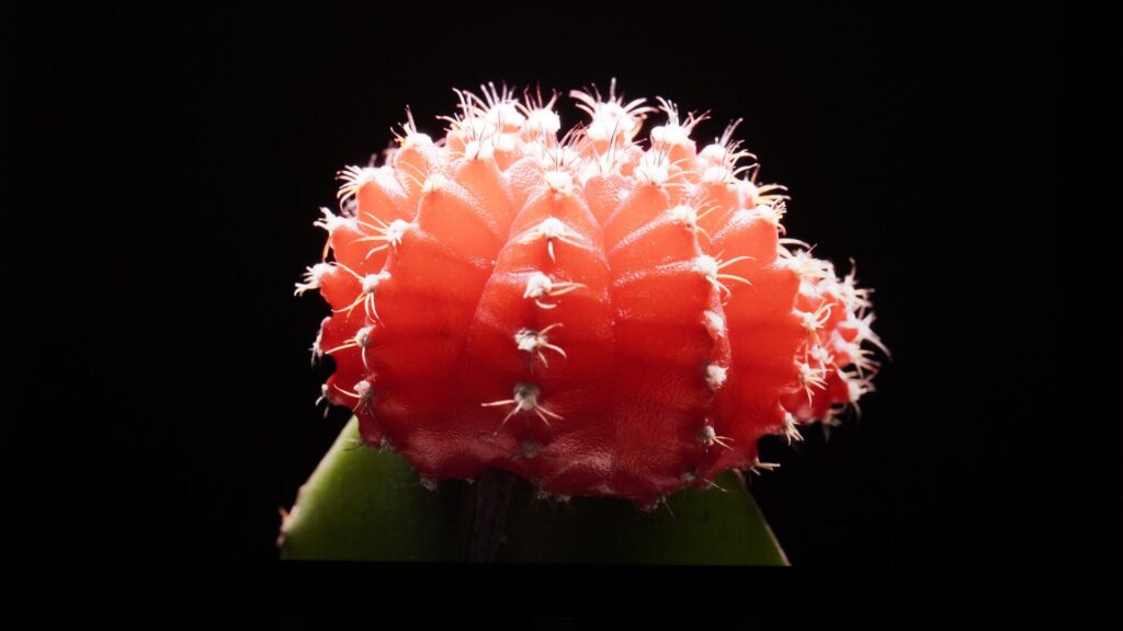 黒背景にサボテンの映像